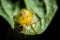 Bedbug insect on leaf extreme close up photo