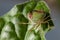 Bedbug insect on leaf extreme close up photo