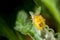 Bedbug insect on leaf extreme close up photo