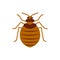 Bedbug insect pest single flat color vector icon