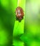 Bedbug on leaf