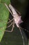 bedbug on leaf close up