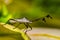 Bedbug on leaf close up - Macro little bug