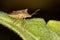 Bedbug on leaf - Macro photo of beetle on a leaf