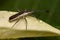 Bedbug on leaf with water drops close up - Macro little bug vertical photo