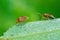 The bedbug sits on a leaf.