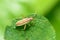 The bedbug sits on a leaf.