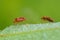 The bedbug sits on a leaf.