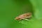 The bedbug sits on a leaf.