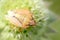 Bedbug sits on a plant in the early morning