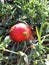 bedbug sits on a red tomato. Tomato pest