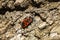 Bedbug-soldier on a tree trunk, red-black beetle, super macro mo