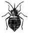 Bedbug, vintage illustration