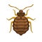 Bedbug on White Background. Vector