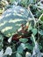 Bedbugs soldiers on green watermelon. Colony of bugs of soldiers
