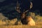 Bedded Bull Elk in Sage