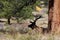 Bedded Bull Elk Silhouetted