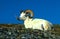 Bedded Dall Sheep Ram