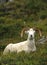 Bedded Dall Sheep Ram