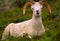 Bedded Dall Sheep Ram