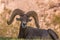 Bedded Desert Bighorn Sheep Ram
