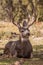 Bedded Mule Deer Buck