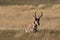 Bedded Pronghorn Antelope Buck