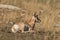 Bedded Pronghorn Fawn