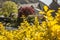 Beddgelert, Wales, the UK - yellow bush.