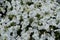 Bedding flowers - pure white petunias