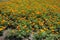 Bedding flowers - Tagetes patula in bloom in summer