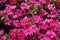 Bedding flowers - vibrant pink petunias in bloom in August