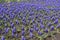 Bedding flowers - violet Armenian grape hyacinths