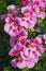 Bedding geranium pink flowers in water drops after rain