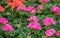 Bedding plants of geraniums in red and pink