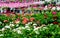 Bedding plants in a nursery