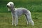 BEDLINGTON TERRIER