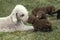 BEDLINGTON TERRIER