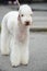 Bedlington Terrier