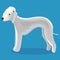 Bedlington terrier dog