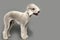 Bedlington Terrier dog