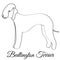 Bedlington terrier dog coloring