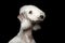 Bedlington terrier dog isolated on black