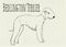 Bedlington terrier drawing on notebook sheet