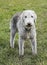 Bedlington Terrier standing in a field