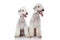 Bedlington terriers