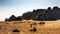 Bedoin Camels Yellow Sand Valley of Moon Wadi Rum Jordan