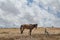 Bedouin Arabian Horse Tethered in the Negev Desert