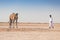 Bedouin, Baby camel and mother camel in Sahara desert among the small sand dunes, beautiful wildlife near oasis. Camels walking in