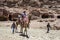 A Bedouin boy walks beside a group of tourists riding camels through the ancient ruins of Petra in Jordan.